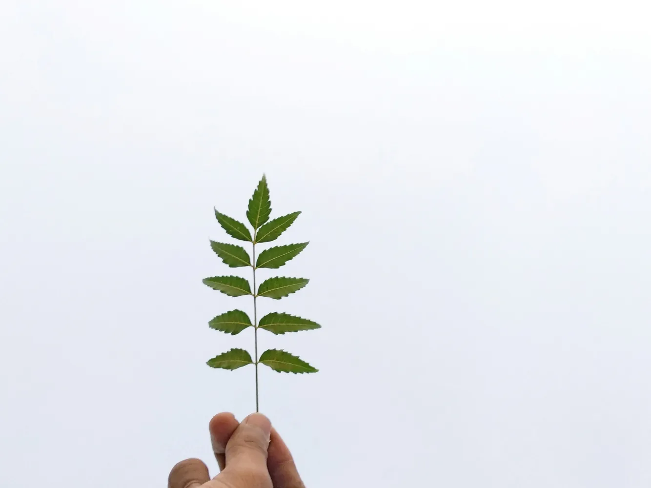 Strategic Approaches to Promote Eco-Friendly Business Growth in Markets