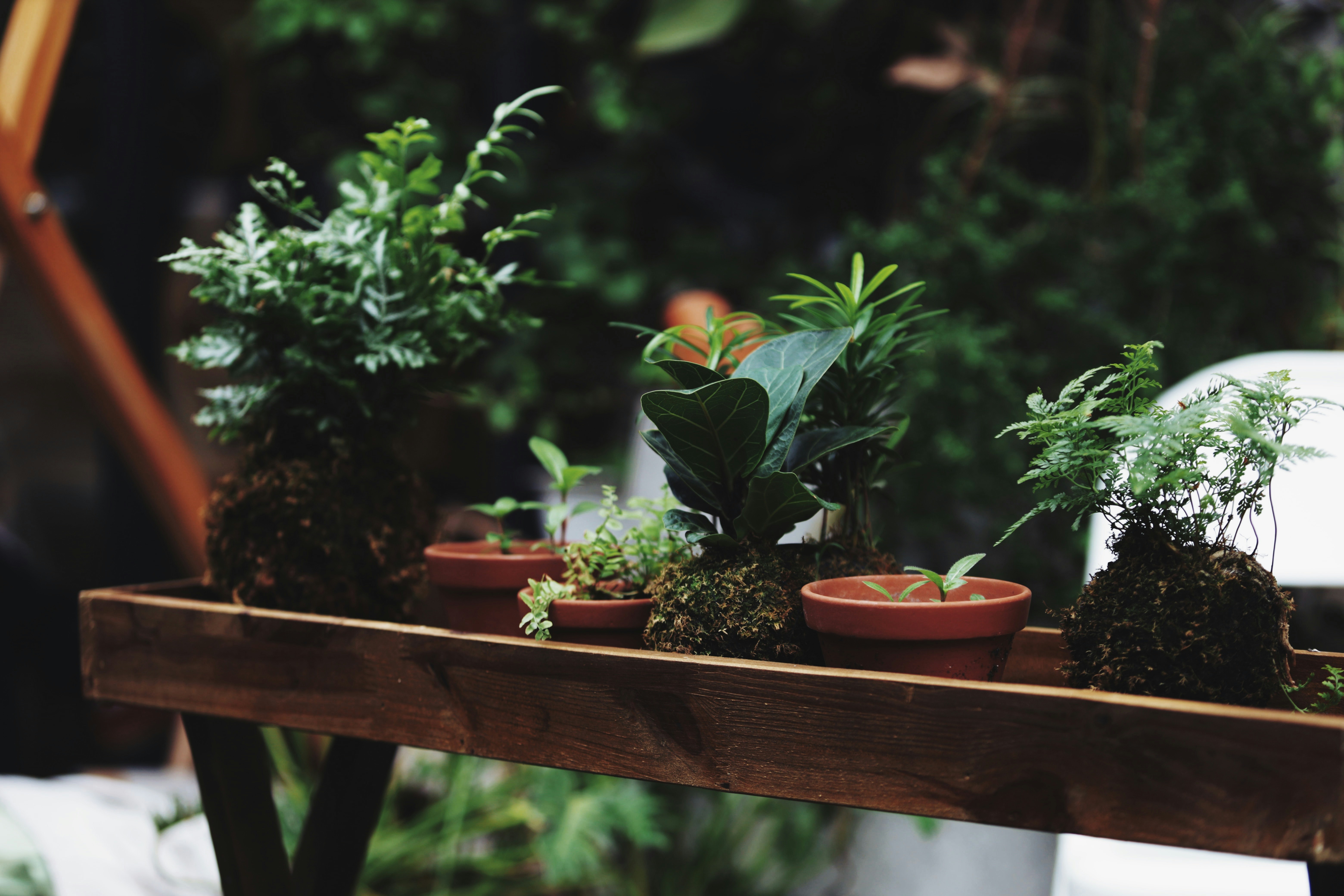 How Indoor Gardening Practices Can Boost Your Emotional Health