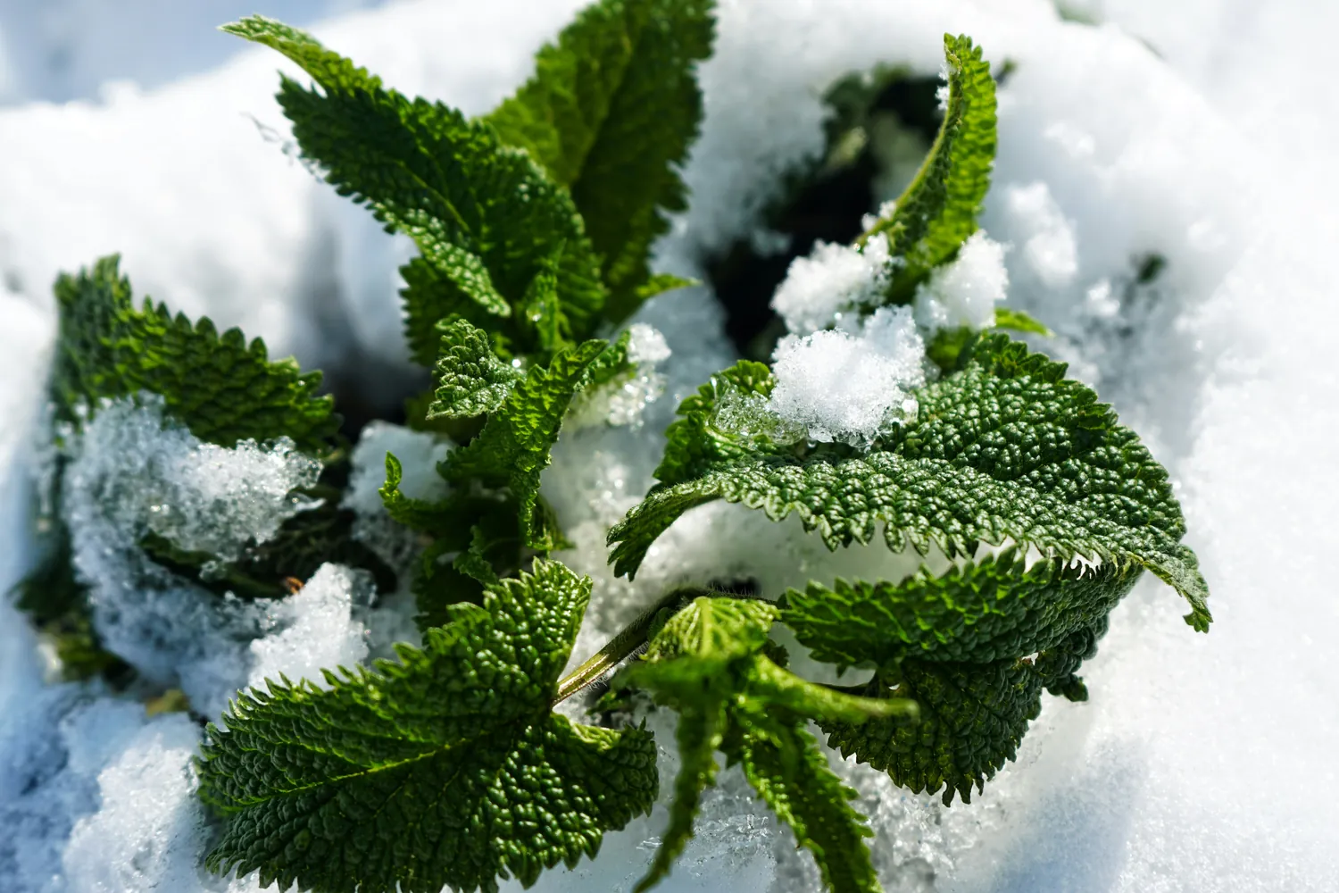 natural herbal options to boost mood during the cold months