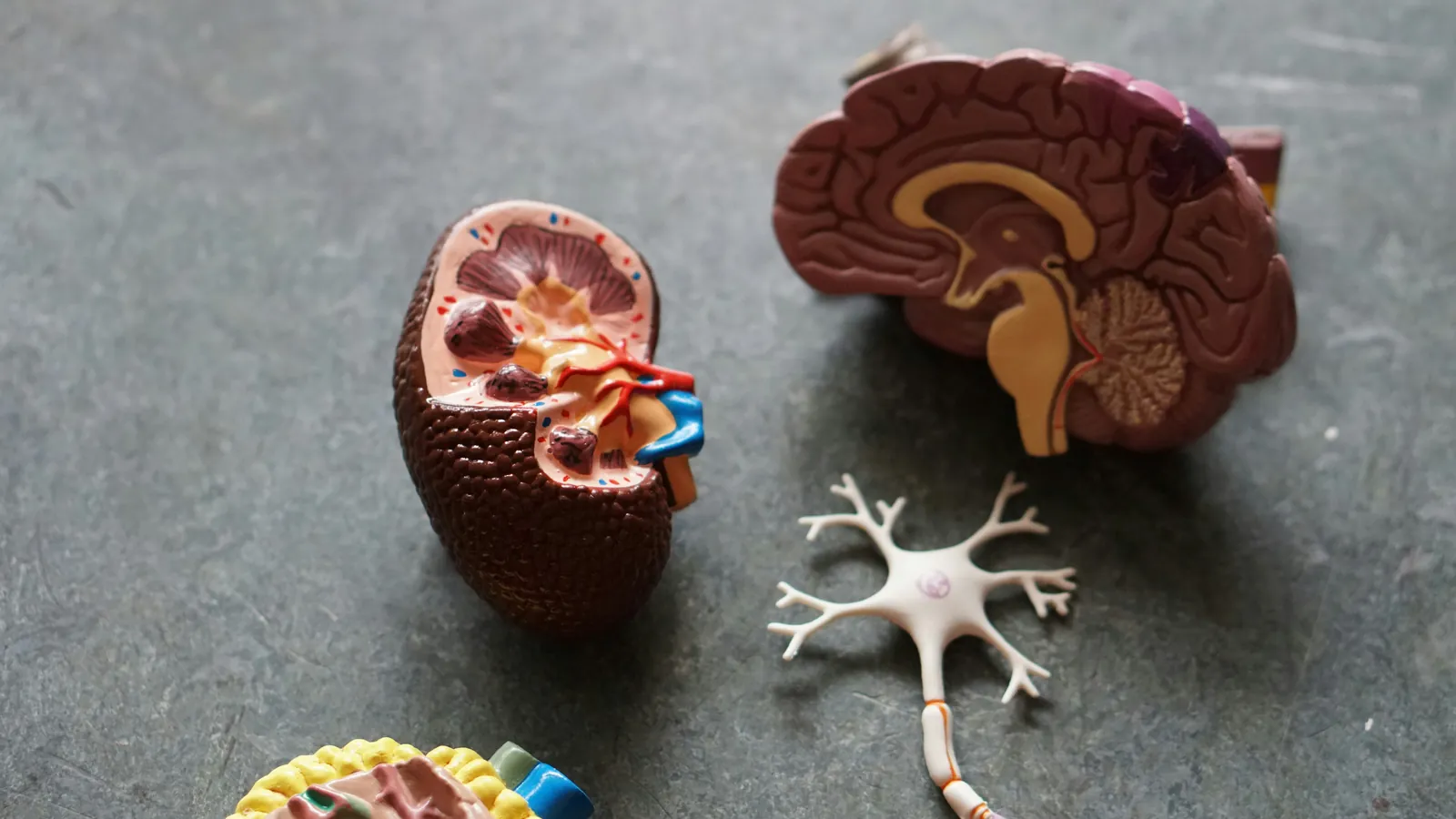 Understanding the Gut-Brain Axis: Diet's Influence on Mood Disorders
